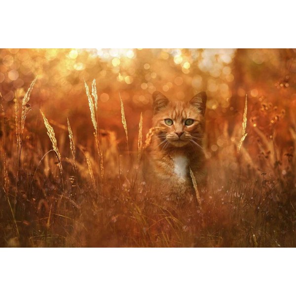 Rode Kater in het Riet