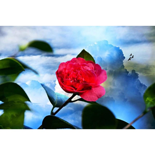 Rode Bloem in Droomwereld