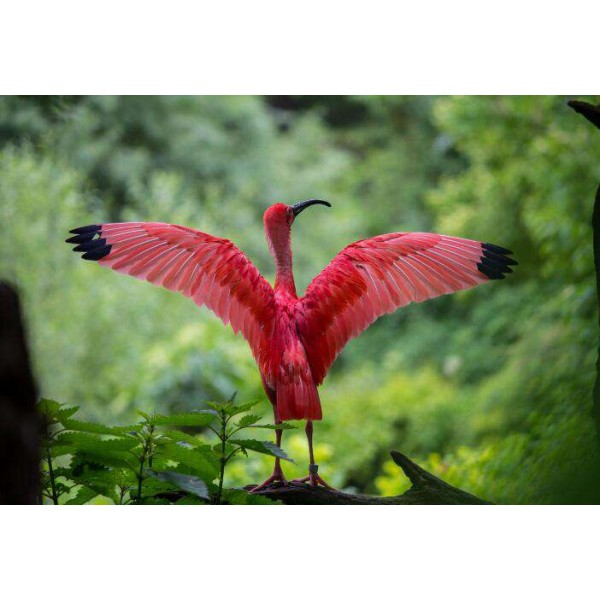 De Roze Tropische Vogel