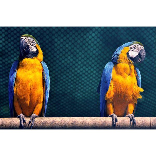 Geel Blauwe Papegaaien