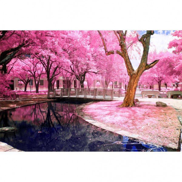 Park roze bloesem