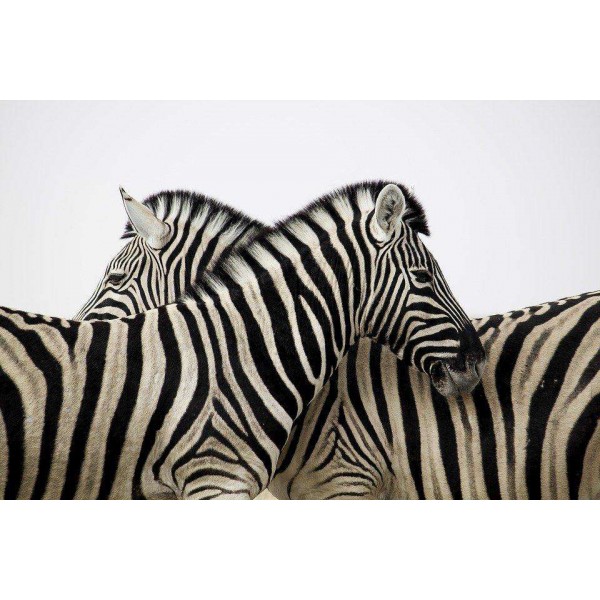 Zebra Samen