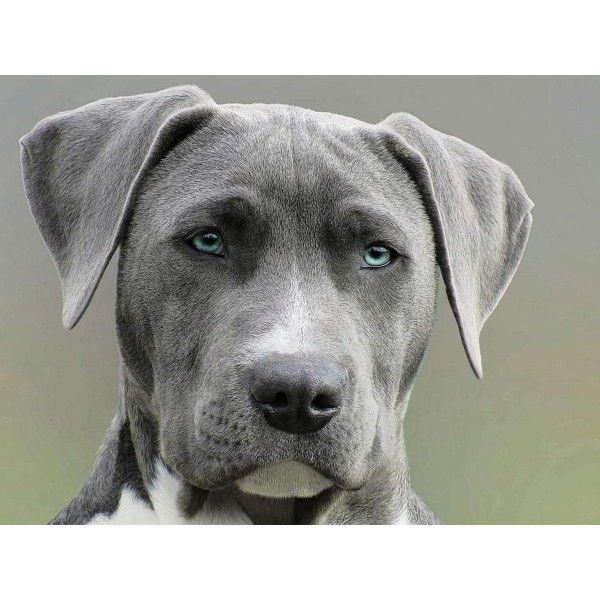 Hond met Blauwe Ogen Portret