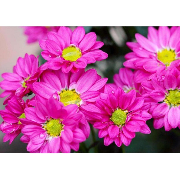 Roze met gele madelief