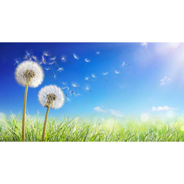 Paardenbloemen Blauwe Lucht