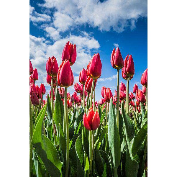 Nederlandse Tulpen