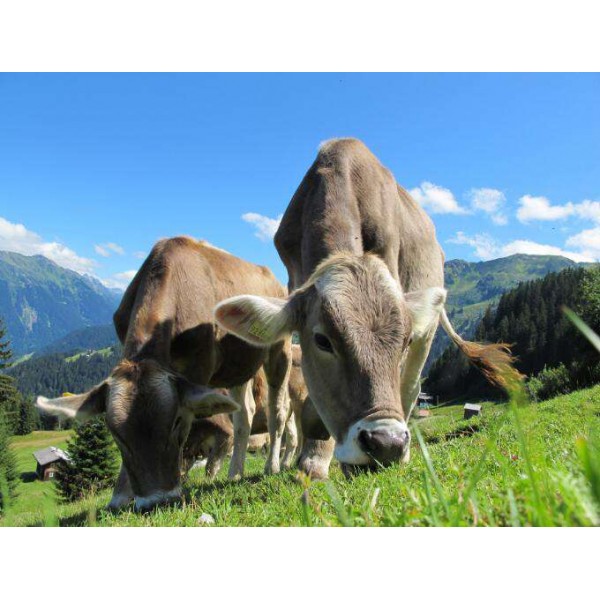 Koeien in de Bergen