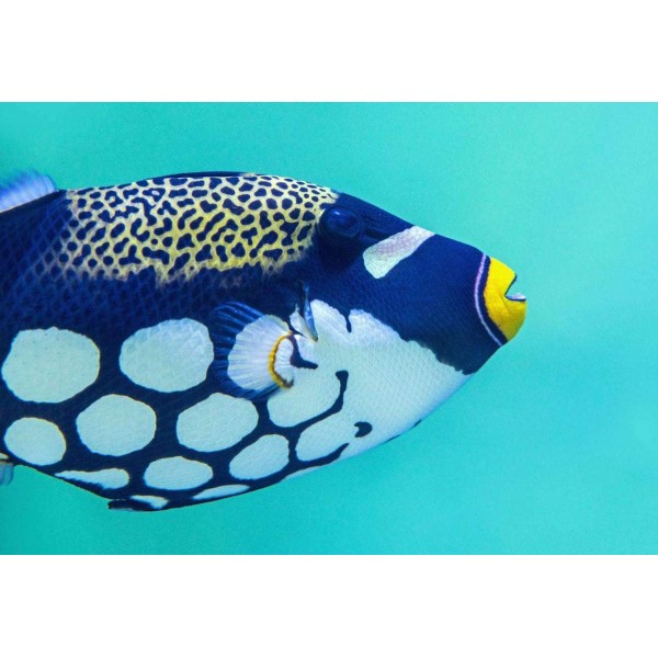 Tropische Blauwe Vis