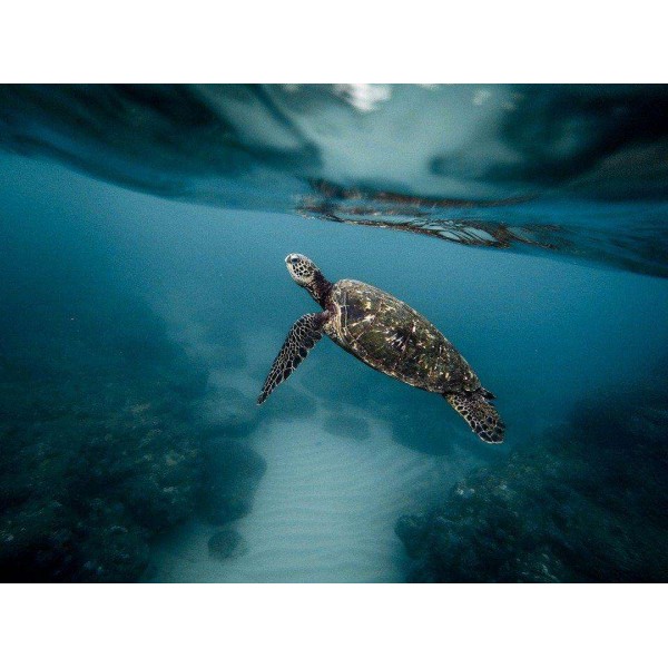 Schildpad Onderwater