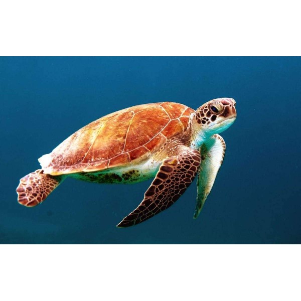Zee Schildpad