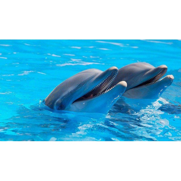 De Dolfijnen Vriendjes