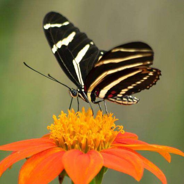 Zebra Vlinder