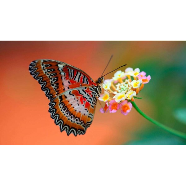 Oranje Vlinder op Bloem