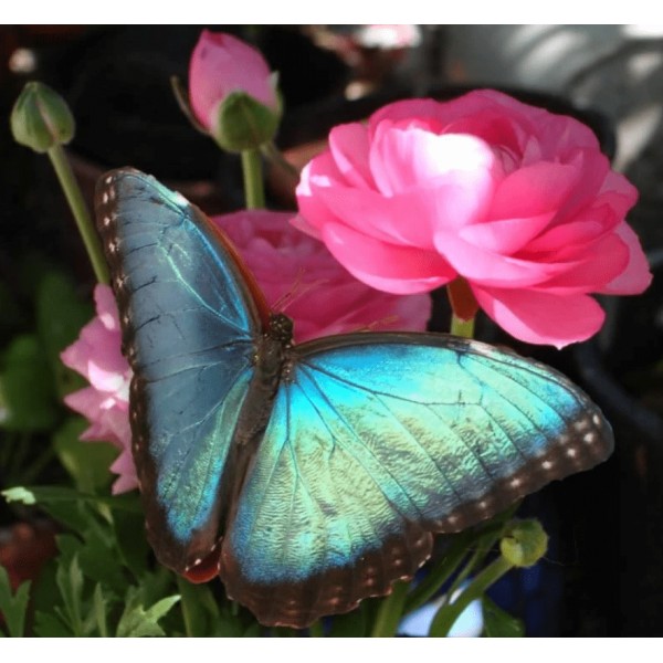 Blauwe Vlinder Roze Bloem