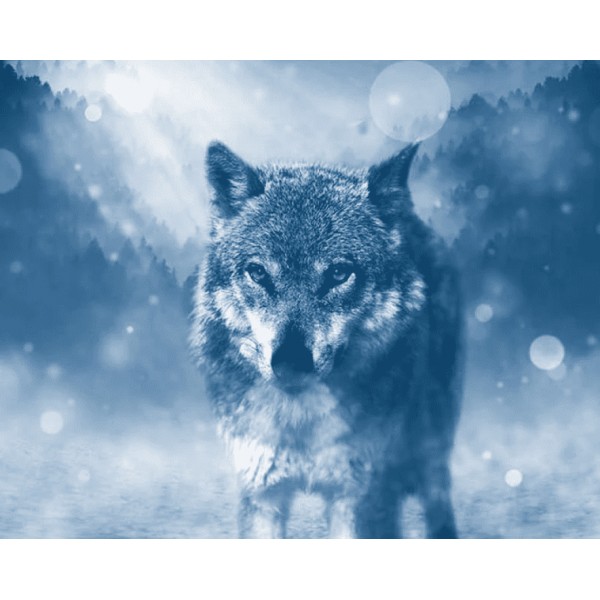 Wolf in de Winter