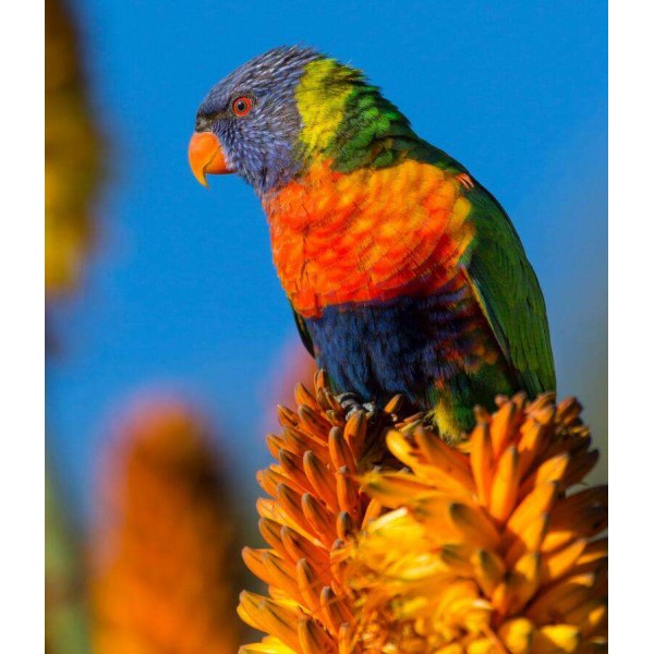 Gekleurde Vogel
