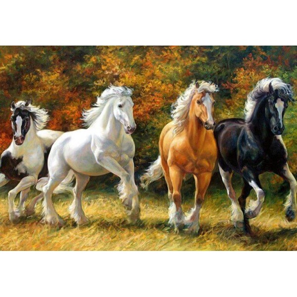De Mooie Gekleurde Paarden