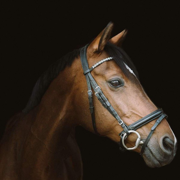 Paard Portret