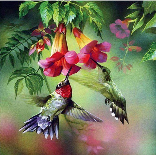 Kleurrijke Kolibries