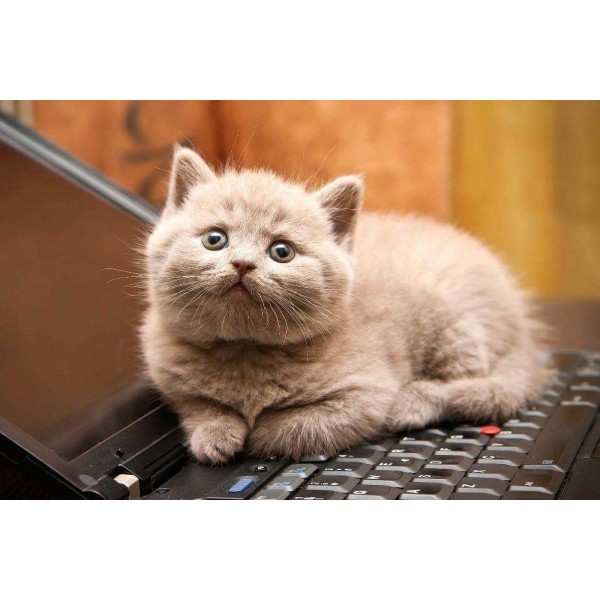 Katje op Laptop