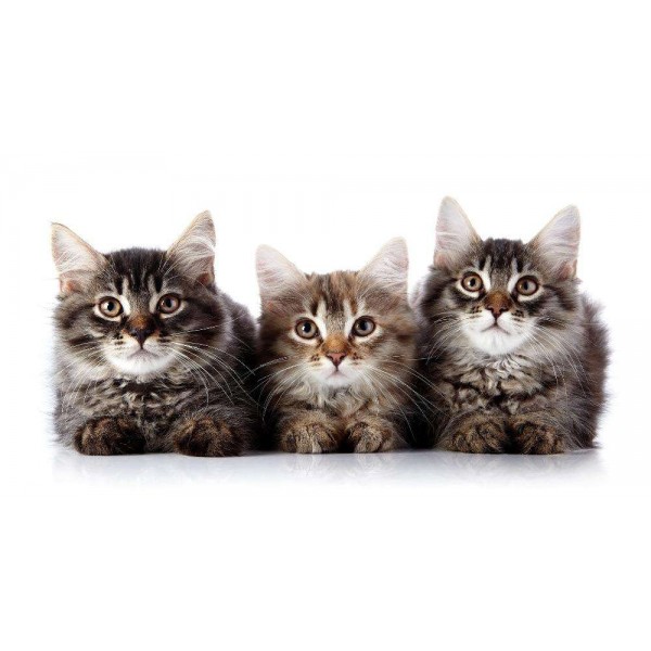 De Drie Nieuwsgierige Kittens