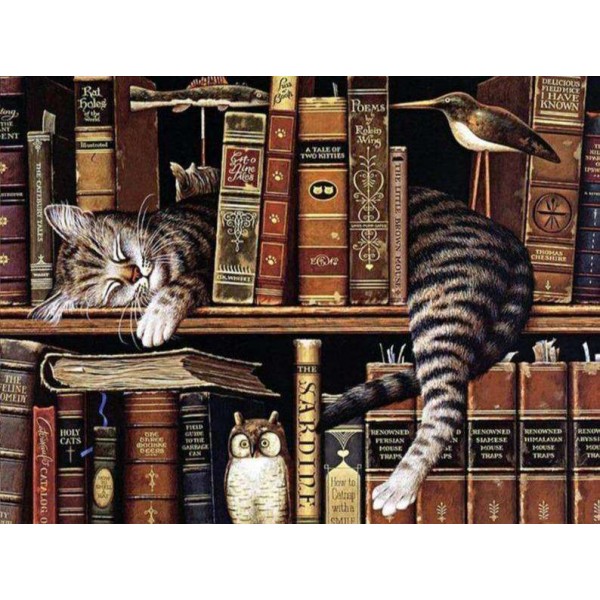 Slapende Kat in Boekenkast