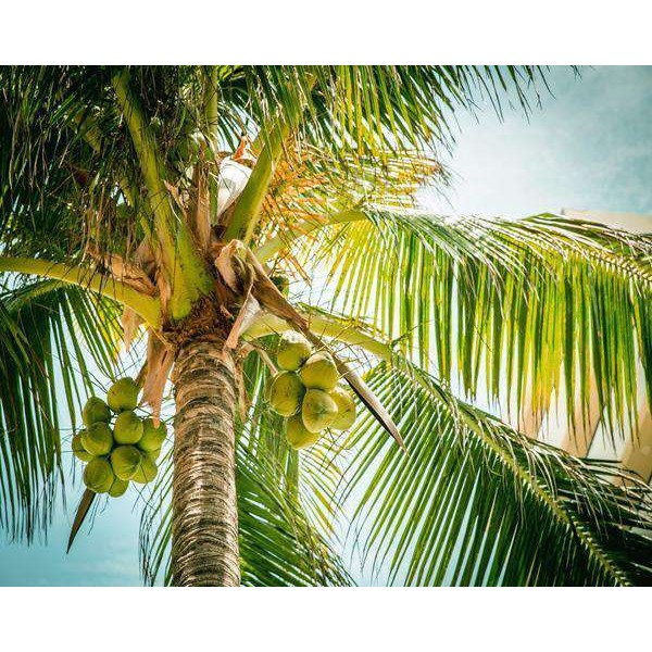 Palmboom Kokosnoten