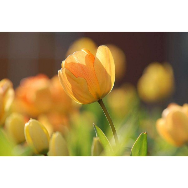 Lente Tulp Oranje