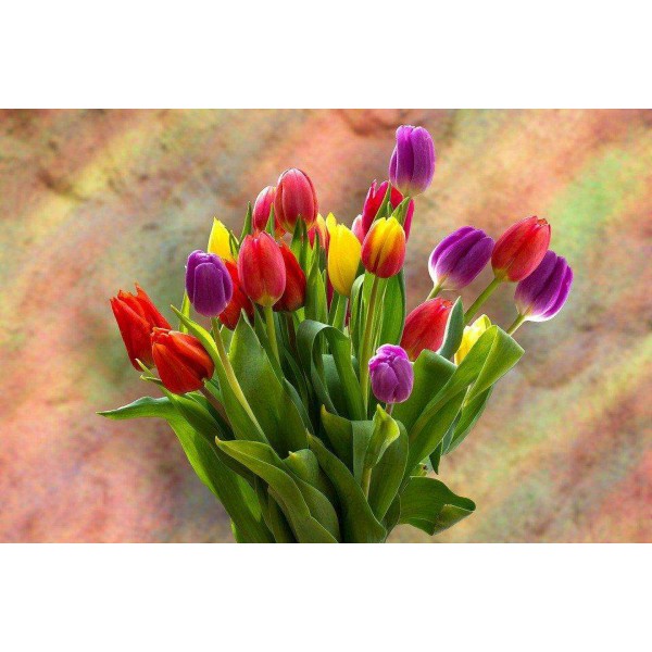 Kleurrijke Tulpen