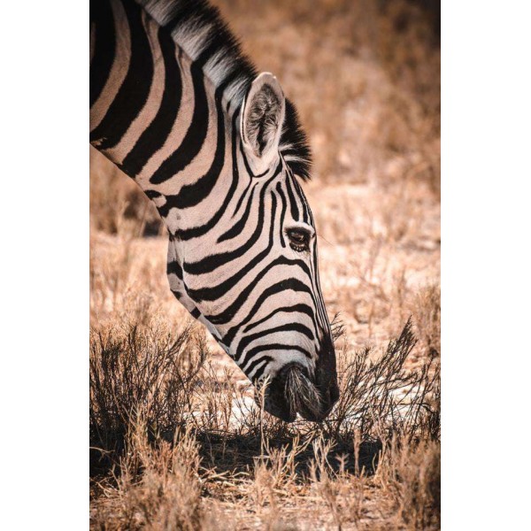 Zebra Savanne