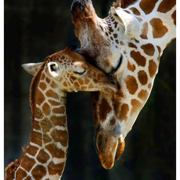 Mama Giraf met haar Kindje