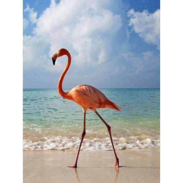 Flamingo op het Strand