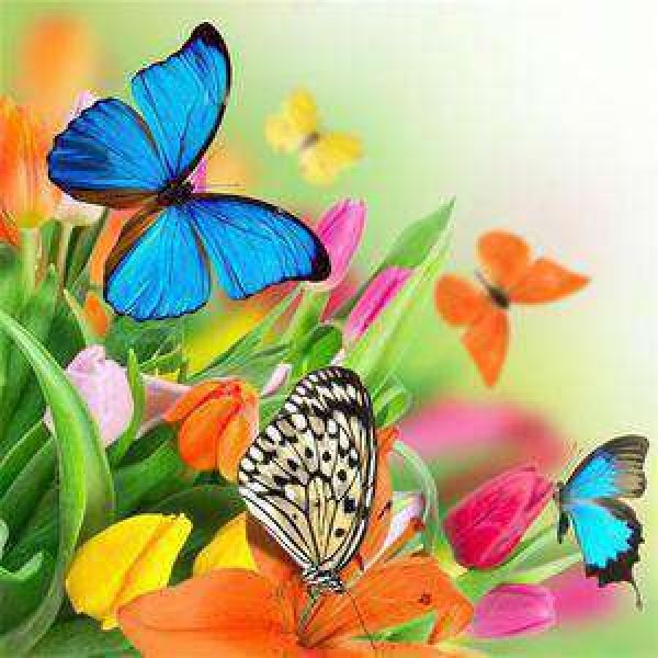 Kleurrijke Vlinders